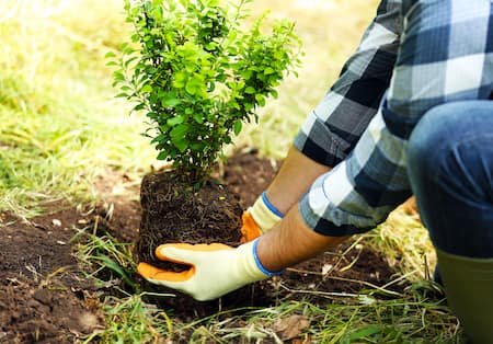 Landscaping & Installation