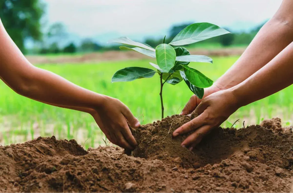Grass Planting